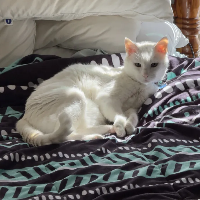 Kitty Friend Care