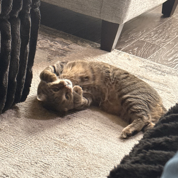 Kitty Friend Care