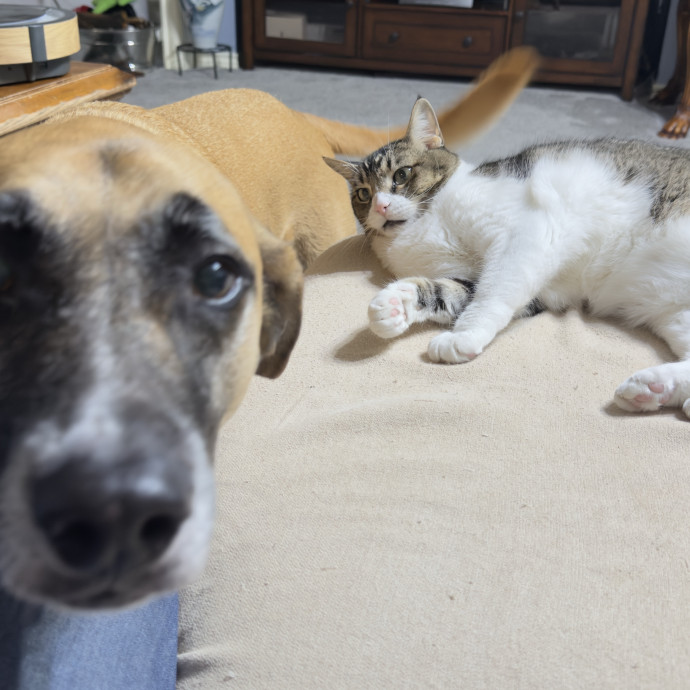 Kitty Friend Care