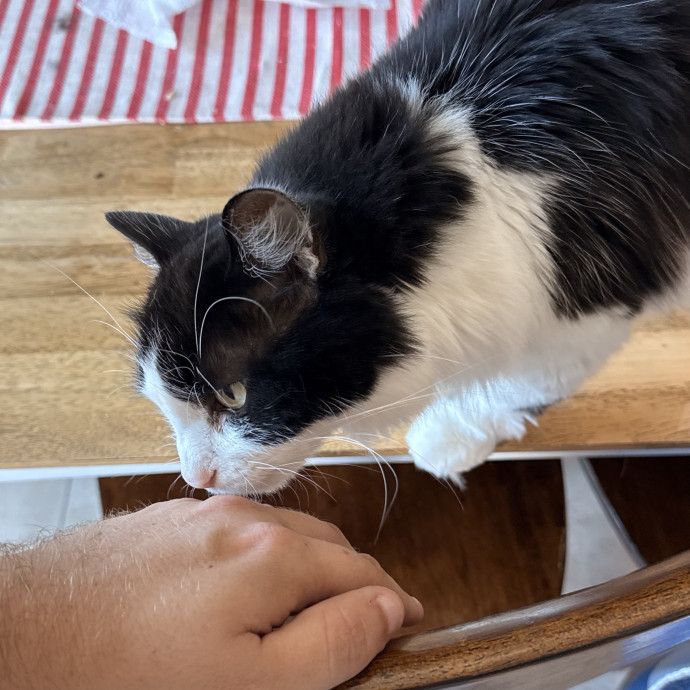 Kitty Friend Care