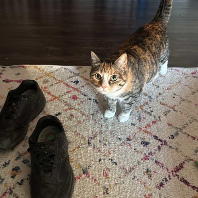 Kitty Friend Care photo 3