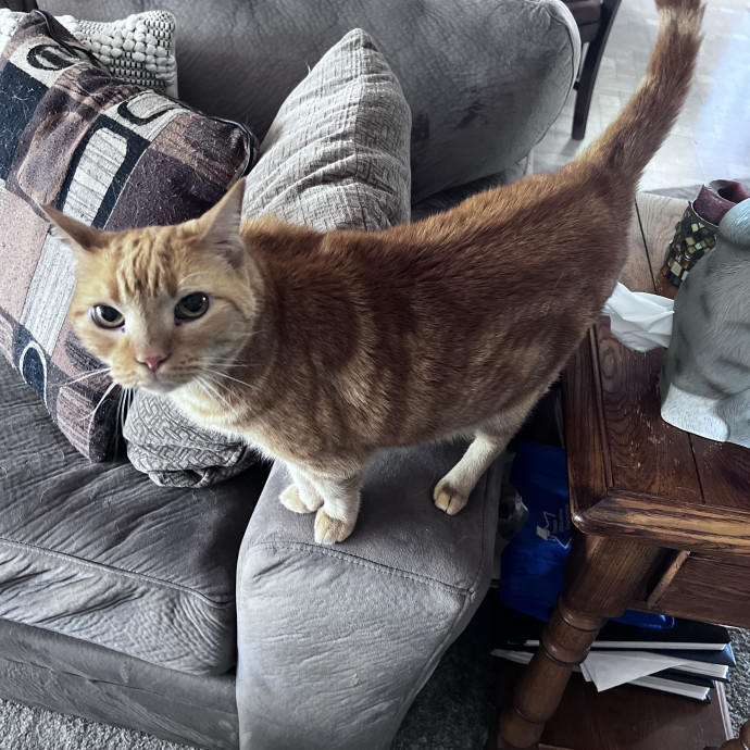 Kitty Friend Care photo 2
