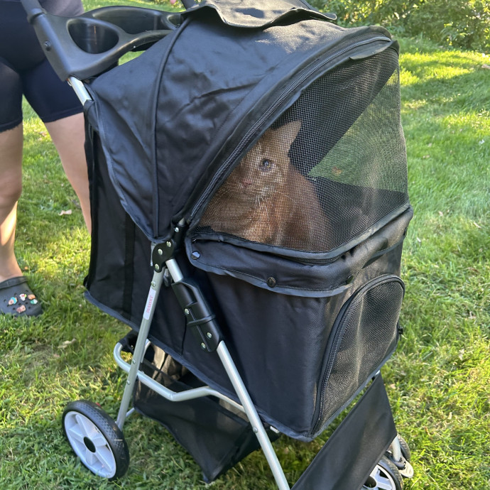 A Confident Cat Caretaker