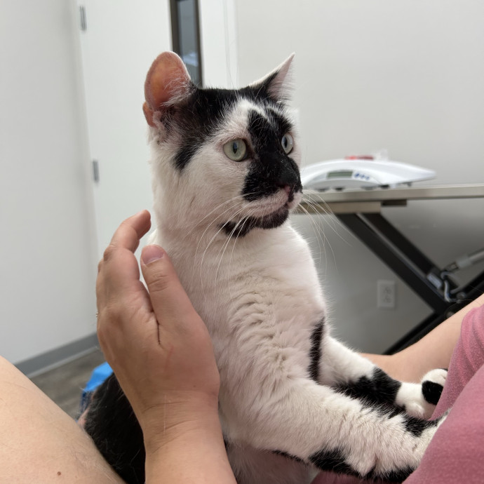 A Confident Cat Caretaker photo 3