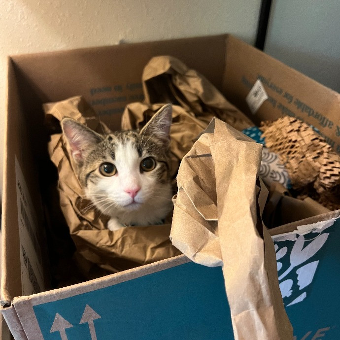 Stacy's Kitty Care
