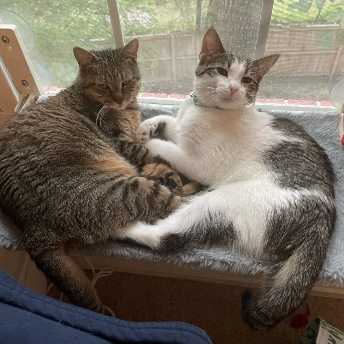 Stacy's Kitty Care