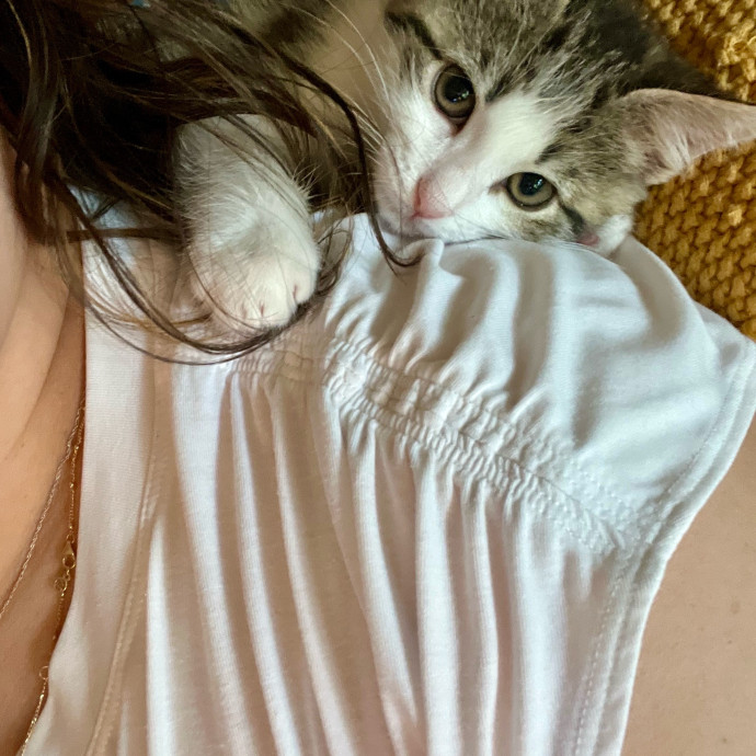 Stacy's Kitty Care
