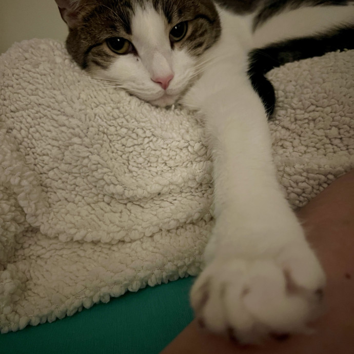 Stacy's Kitty Care photo 2