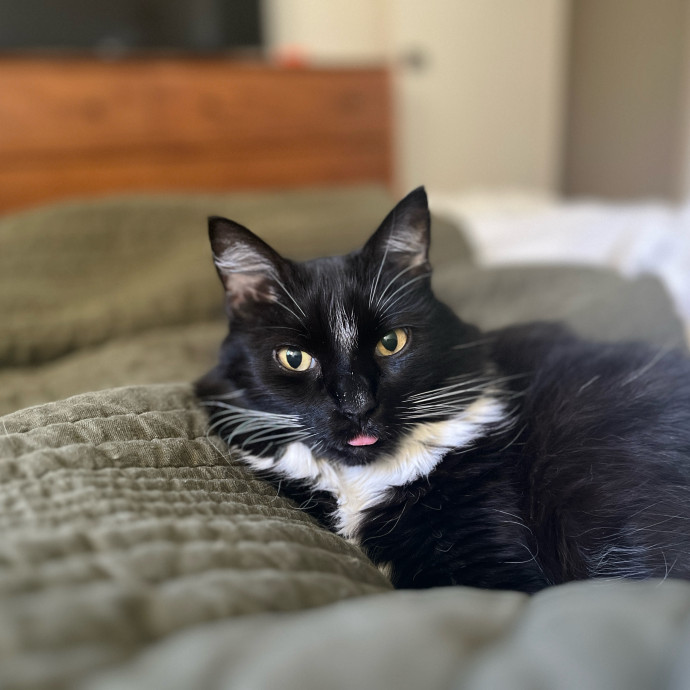 Anna's Cozy Kitty Care