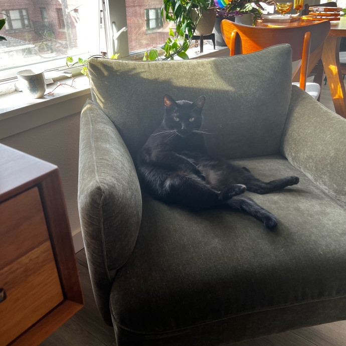 Anna's Cozy Kitty Care