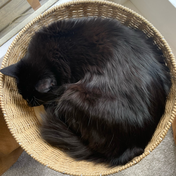 Anna's Cozy Kitty Care photo 3