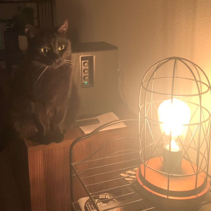 Anna's Cozy Kitty Care photo 2