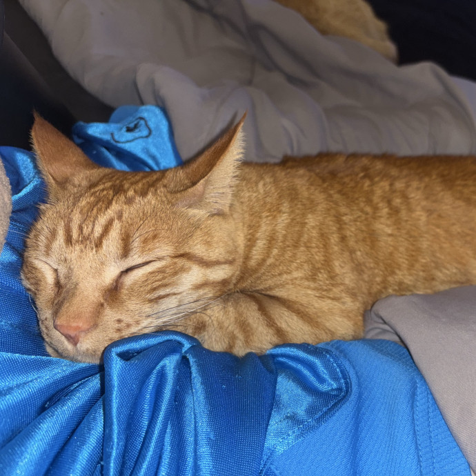 Loving Gentle  Dedicated Cat Sitter