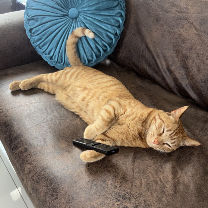 Loving Gentle  Dedicated Cat Sitter