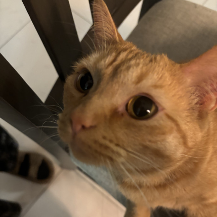 Loving Gentle  Dedicated Cat Sitter