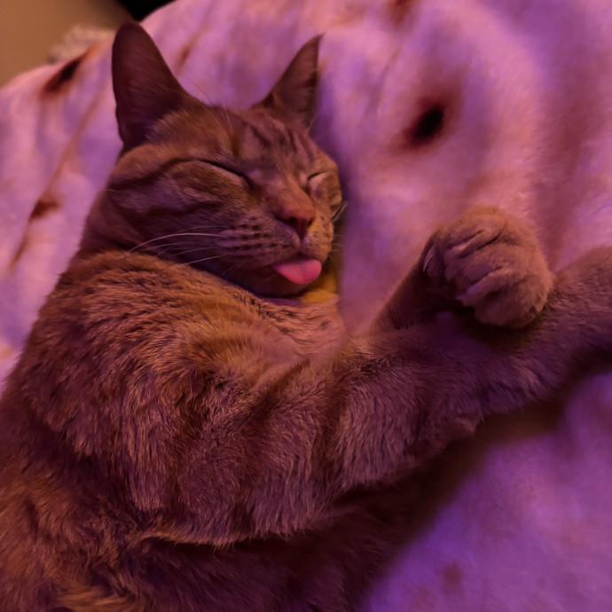 Loving Gentle  Dedicated Cat Sitter