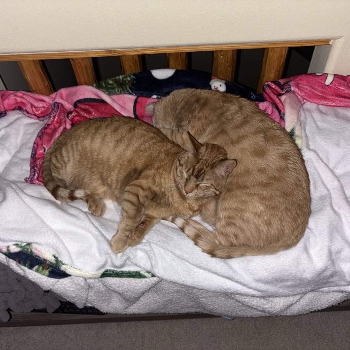 Loving Gentle  Dedicated Cat Sitter