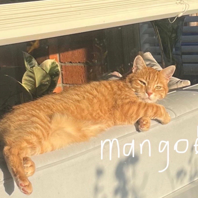 Cat Sitter Bianca