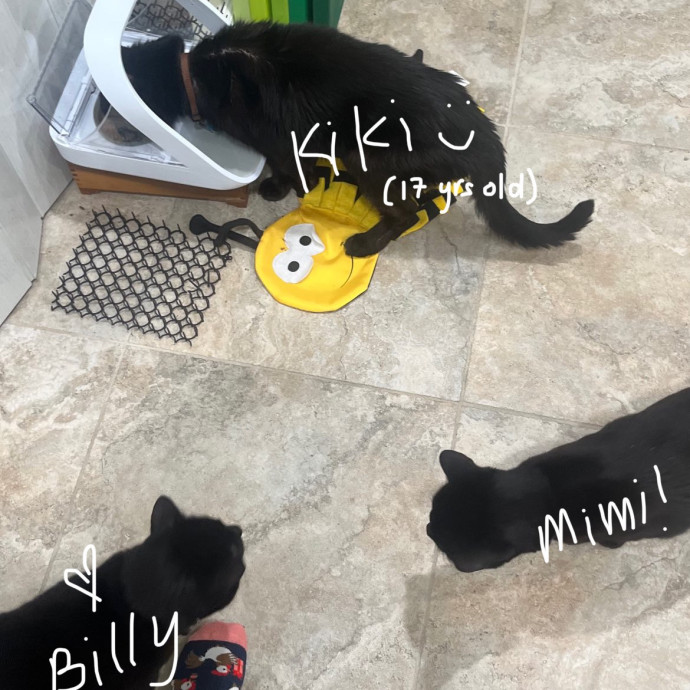 Cat Sitter Bianca