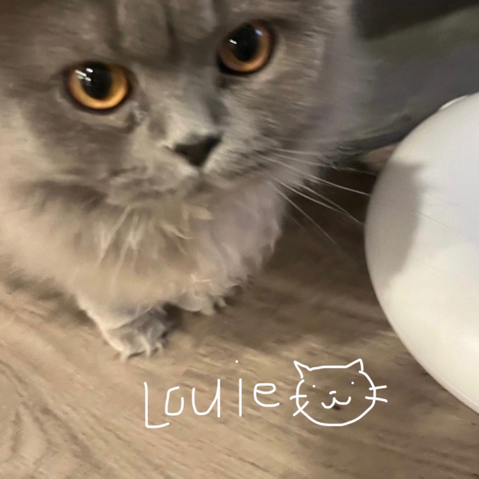 Cat Sitter Bianca