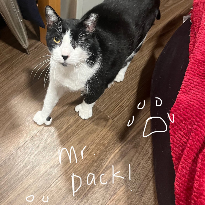 Cat Sitter Bianca