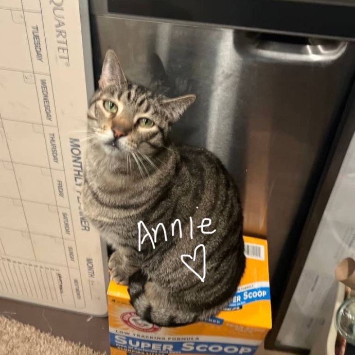 Cat Sitter Bianca
