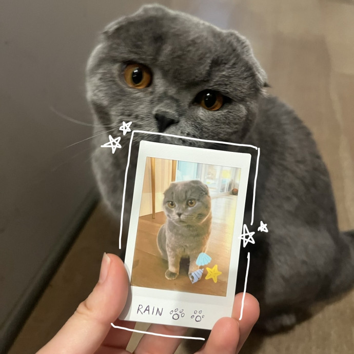Cat Sitter Bianca