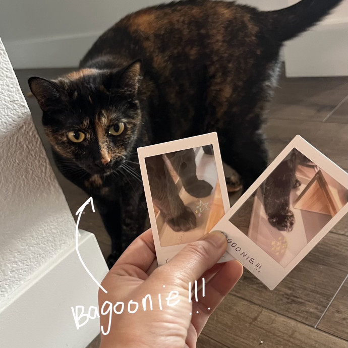 Cat Sitter Bianca photo 3