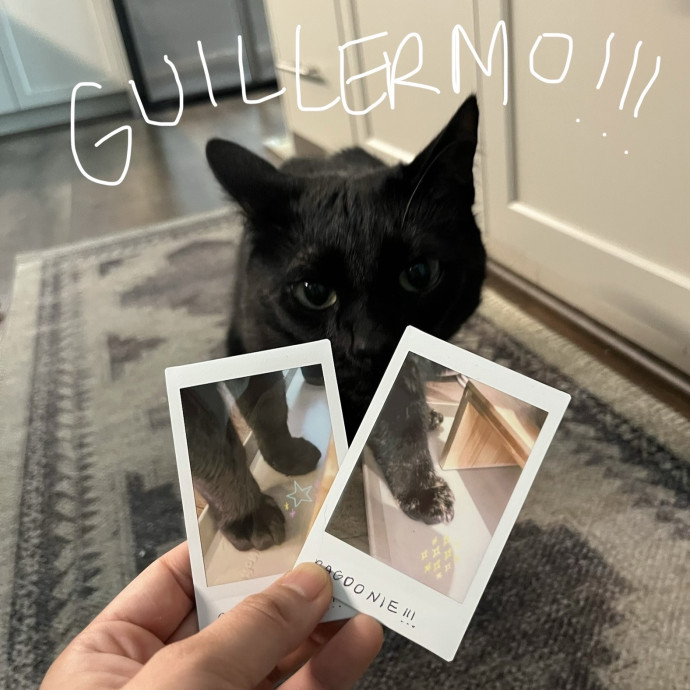 Cat Sitter Bianca photo 2