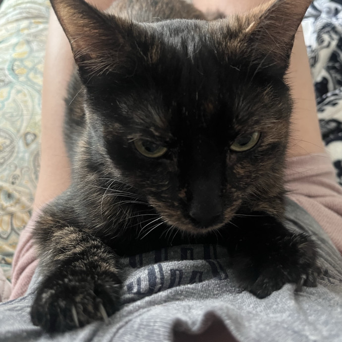 Med-Certified  Shy Cat Care By Amber
