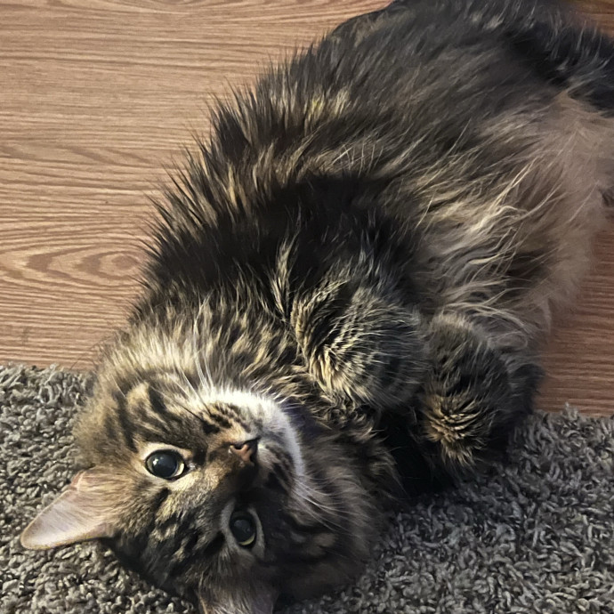 Med-Certified  Shy Cat Care By Amber