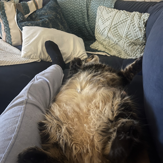 Med-Certified  Shy Cat Care By Amber