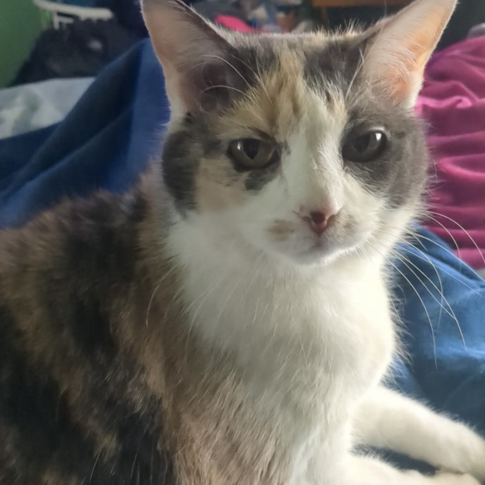 Med-Certified  Shy Cat Care By Amber