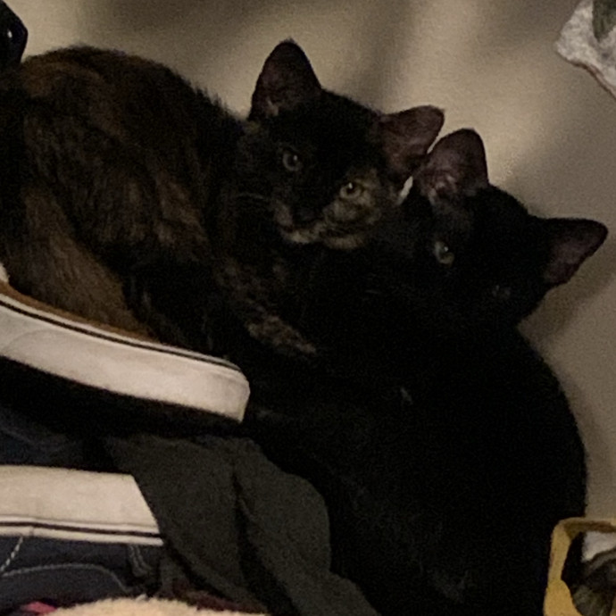 Med-Certified  Shy Cat Care By Amber