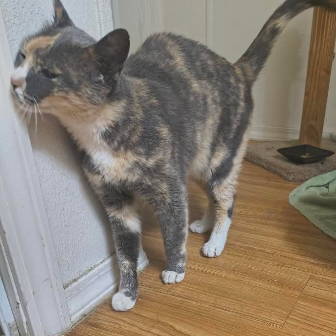 Med-Certified  Shy Cat Care By Amber