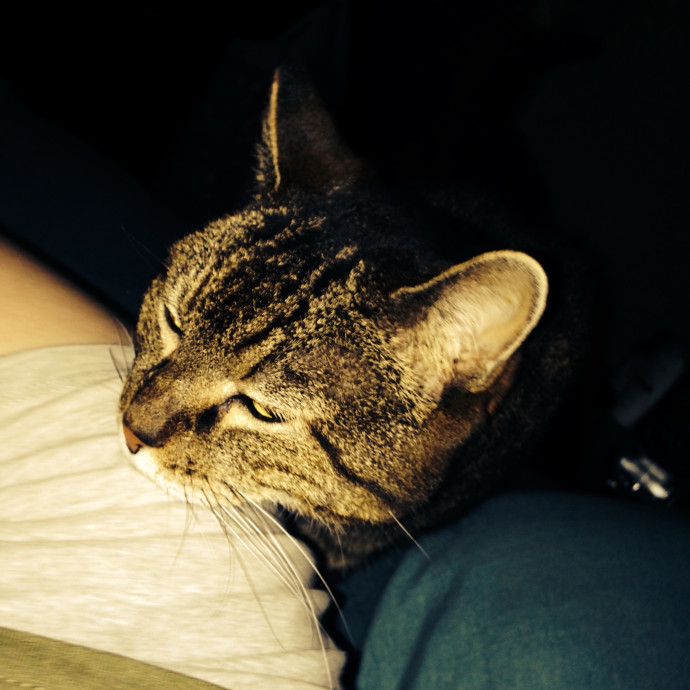 Med-Certified  Shy Cat Care By Amber