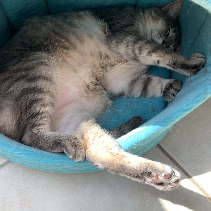 Med-Certified  Shy Cat Care By Amber