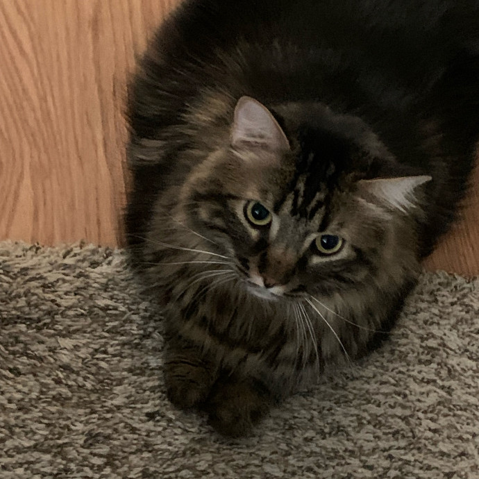 Med-Certified  Shy Cat Care By Amber