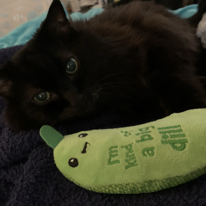 Med-Certified  Shy Cat Care By Amber