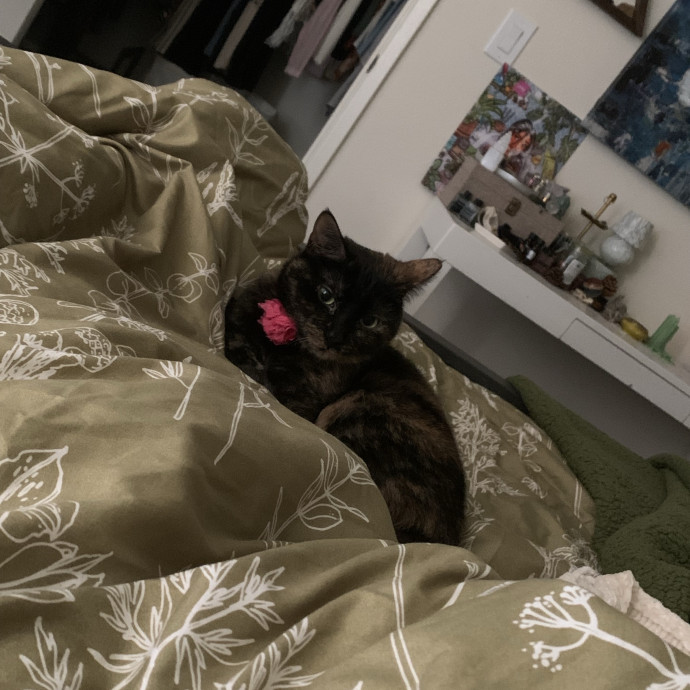 Med-Certified  Shy Cat Care By Amber