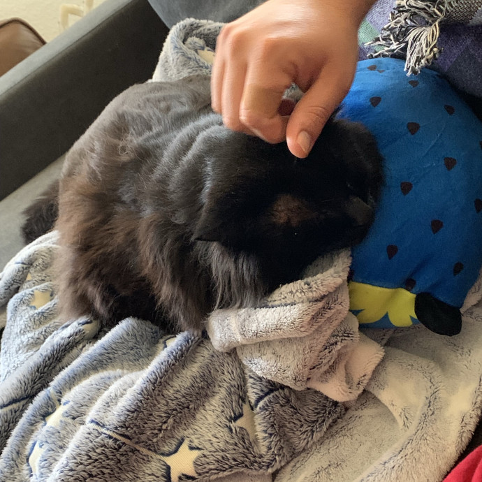 Med-Certified  Shy Cat Care By Amber