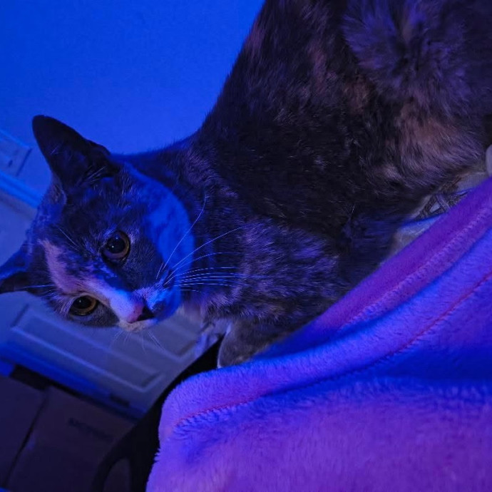Med-Certified  Shy Cat Care By Amber photo 3