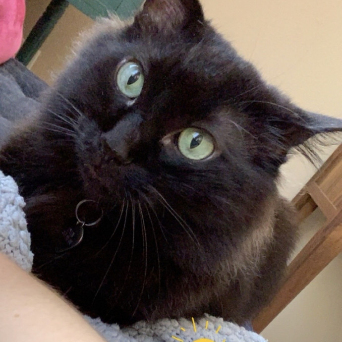 Med-Certified  Shy Cat Care By Amber photo 2
