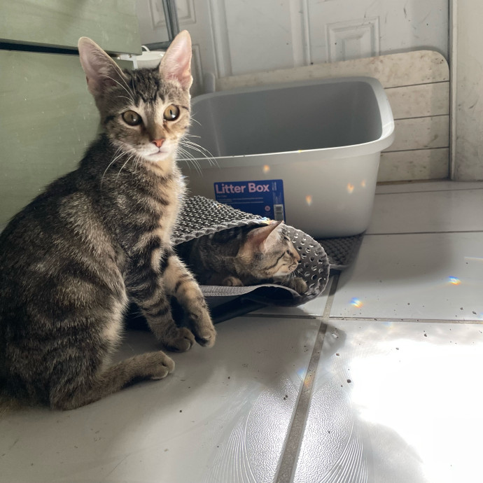 Chatty Cat Mom