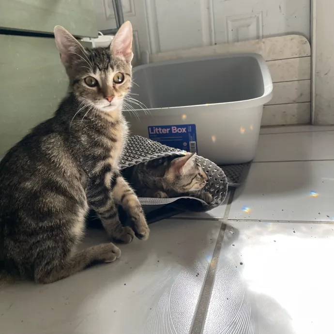 Chatty Cat Mom