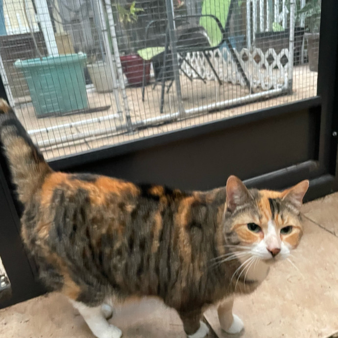 Chatty Cat Mom