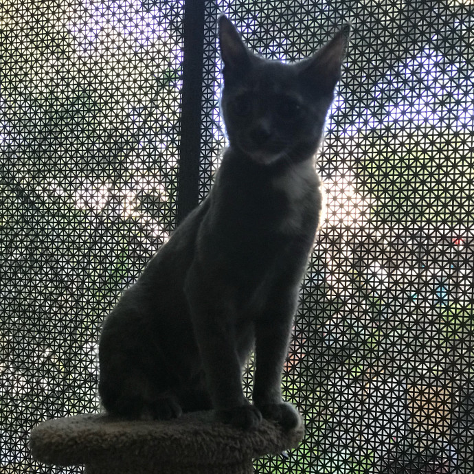 Chatty Cat Mom