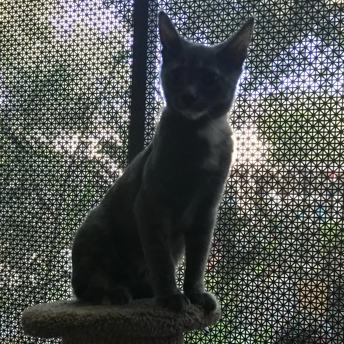 Chatty Cat Mom