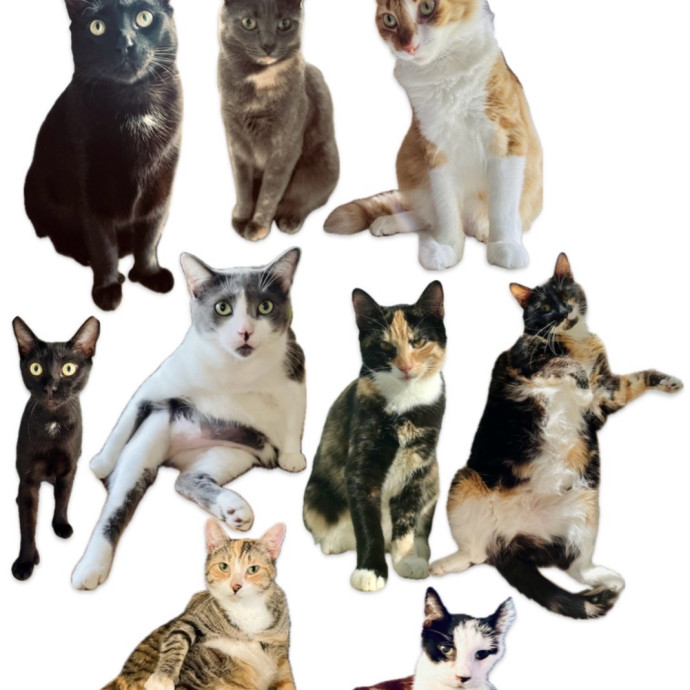 Chatty Cat Mom