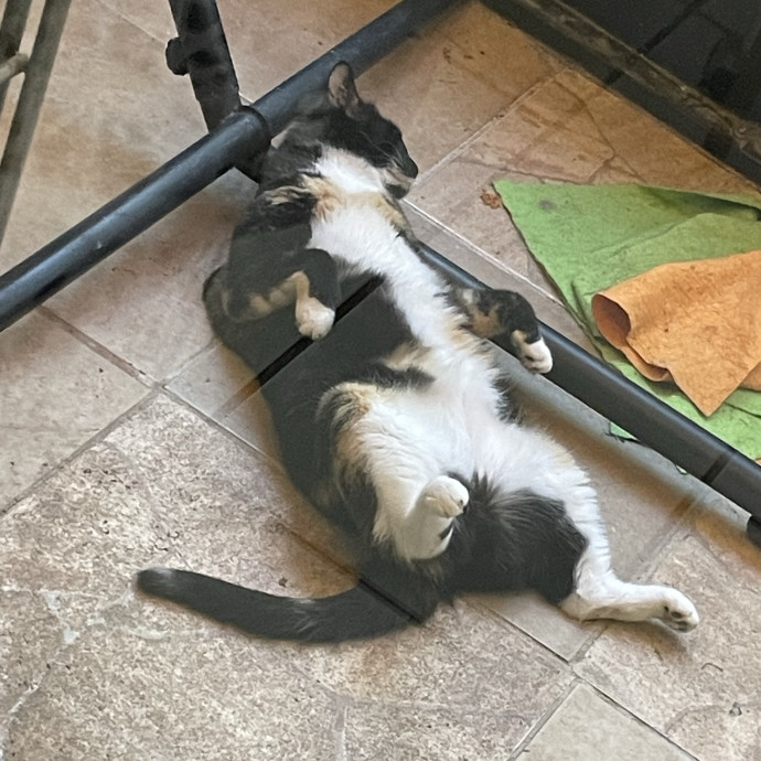 Chatty Cat Mom photo 2